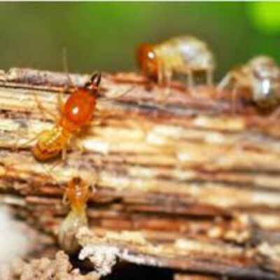 Total Termite & Pest Control